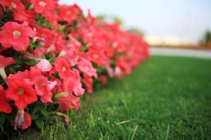 Landscape Macomb County annual flower bed