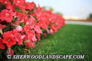 Annual Flower Beds